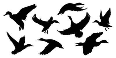 Silhouette set of duck flying. Silhouette collection of flying duck isolated on white background. vector