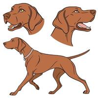 Collection set of Vizsla In different perspectives vector