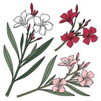Collection set of Oleander Flower In different perspectives vector