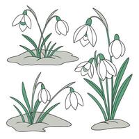 Collection set of Snowdrop Flower In different perspectives vector