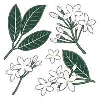 Collection set of Stephanotis Flower In different perspectives vector