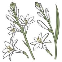 Collection set of Tuberose Flower In different perspectives vector