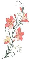 close-up the flowers of the Freesia flower arranged beautifully and decorated with vines vector