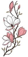 close-up the flowers of the Magnolia arranged beautifully and decorated with vines vector