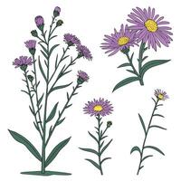 Collection set of Aster flower In different perspectives vector
