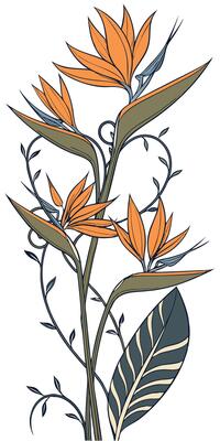 close-up the flowers of the Bird of Paradise flower arranged beautifully and decorated with vines