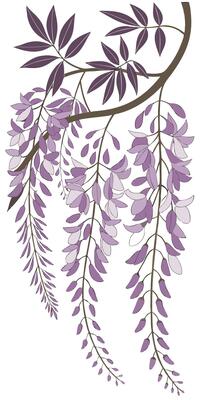 close-up the flowers of the Wisteria flower arranged beautifully and decorated with vines
