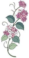 close-up the flowers of the Hydrangea arranged beautifully and decorated with vines vector