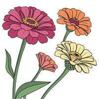 Collection set of Zinnia Flower In different perspectives vector
