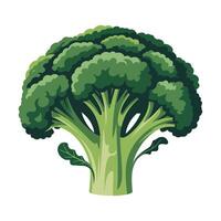 Broccoli illustration isolated on white background vector