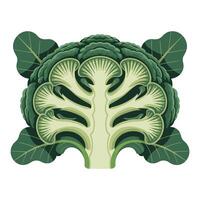 Detailed Broccoli Slice on White Background. vector