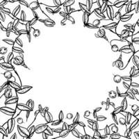 Monochrome cranberry border with copy space for text. Etching drawing of antioxidant healthy wild berries for herbal medicine packaging, apothecary labels, health supplements, dessert design vector