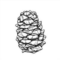Pinecone or cedar cone monochrome illustration painted by black inks. Etching drawing of Christmas decoration symbol for nature designs, winter holiday decor, and rustic botanical branding vector