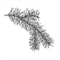 Monochrome spruce branch outline drawing. Christmas pine element line ink illustration. Fir twig illustration for holiday decorations, festive packaging, winter designs, and nature branding vector