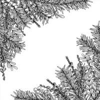 spruce branches and heather flowers square monochrome border with empty space for text. Winter decor for Scandinavian Christmas cards, herbal remedy packaging, and rustic holiday branding vector