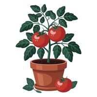 Tomato plant in pot with tomatoes on white background vector