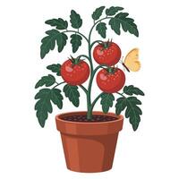Tomato plant with two tomatoes and a butterfly vector