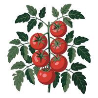 Tomatoes on a branch with leaves vector