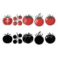 Tomatoes and tomatoes on a white background vector