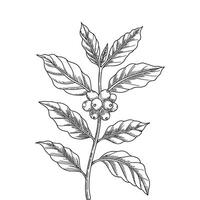 Detailed Coffee Leaf and Cherry Drawing. vector