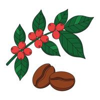 Coffee beans and leaves on a branch vector