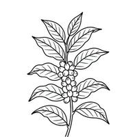 A black and white drawing of a coffee plant vector