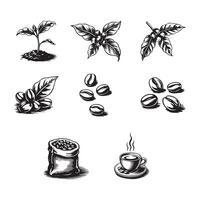 Coffee beans and leaves set of hand drawn icons vector