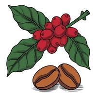Coffee beans and leaves vector