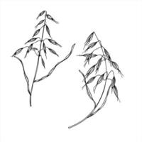 Monochrome illustration of wild oat painted by black inks. Meadow or field avena fatua branches etching drawing for agricultural design, botanical guide, eco friendly packaging, greeting card vector