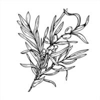 Sea buckthorn branch with berries and leaves isolated illustration in monochrome linear style. Scandinavian sallow thorn realistic graphic sketch. For food packaging, vitamin drink label vector