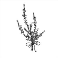 Monochrome bouquet of heather branches with decorative bow. Nordic blooming plant etching drawing for wedding invitation, rustic label, herbal product packaging, and vintage style decor. vector