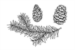 Monochrome set of spruce tree branch and cones painted by black inks. Decorative twig with needles for Christmas decoration, winter themed packaging, rustic label, Scandinavian style design vector