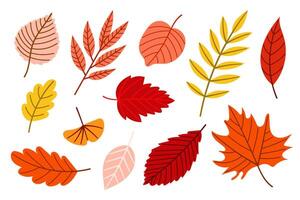 A Collection of Autumn Leaves Showcasing a Stunning Variety of Colors and Unique Shapes vector