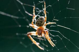 Detailed view of a spider weaving a web in a natural setting during daylight in the garden photo