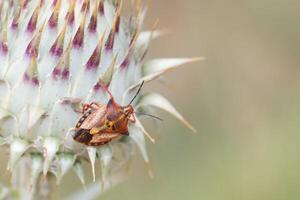 Colorful beetle resting on a thistle plant in a natural setting during daylight hours photo