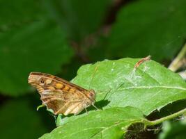 Butterfly resting on a green leaf in a lush garden during daytime in the summer season photo