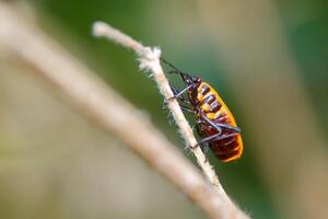 Close up view of a colorful insect resting on a twig in a natural habitat during daylight hours photo