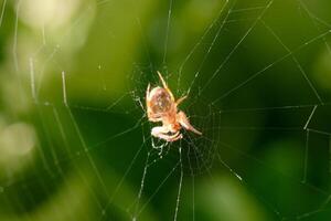 Spider weaving intricate web in a lush green environment during daylight hours photo