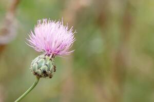 Close up view of a blooming purple thistle flower with bees on a green background in a natural setting photo