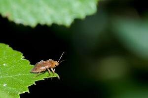 Close up view of a brown insect perched on a green leaf in a natural environment during daylight photo