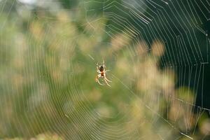 Spider weaving a delicate web in a sunlit garden during the early afternoon photo