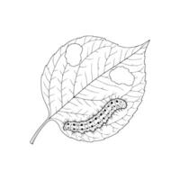 Detailed line drawing of a caterpillar munching on a leaf. Suitable for educational graphics, biology content, and nature-themed illustrations. vector