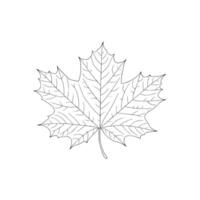 Crisp black and white line sketch of a maple leaf with distinct lobes. Ideal for seasonal graphics, botanical prints, Canadian symbols, and nature illustrations. vector