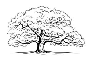 Detailed black and white sketch of a classic oak tree. Great for environmental themes, education graphics, nature designs, and ecological posters. vector