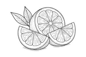 lemon slice in clean line art. Ideal for beverage branding, summer designs, cocktail menus, or natural health-themed visuals. Fresh and vibrant without color. vector