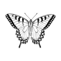 Stylized black and white line art of a butterfly with intricate wing patterns. Suitable for nature themes, botanical illustrations, and decorative designs. vector