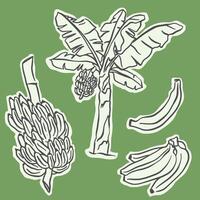 Set of doodle illustrations of banana, bunch and banana plant vector