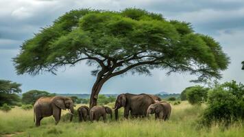 group of elephants under the big green tree photo