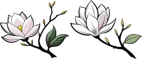 Magnolia Bloom Floral Illustration for Cards and Invitations vector