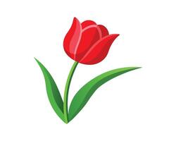 A vibrant red tulip in full bloom with green leaves. vector